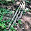 Homemade bridge crossing a small creek.