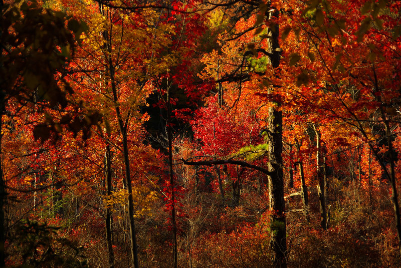 Rattlesnake Swamp colors. with permission from Jean Drescher