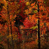 Rattlesnake Swamp colors. with permission from Jean Drescher