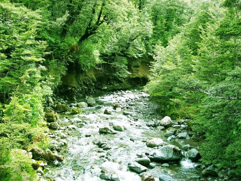 Wairere Stream from Bridge - Lower Taranaki Falls Track