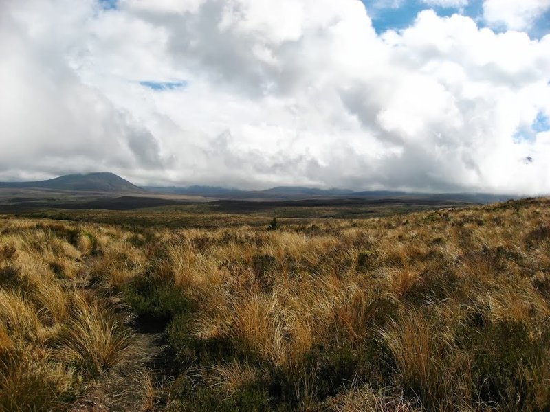 Tussock on the Mangatepopo Track.