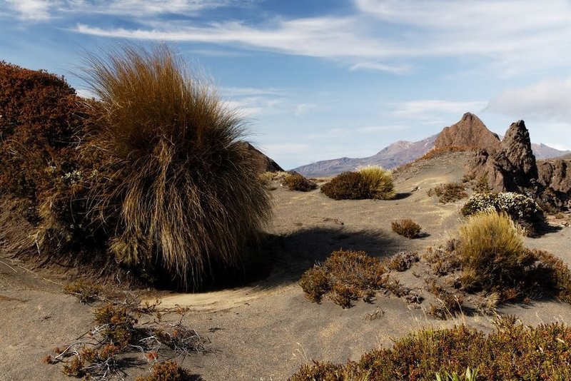 Typical trail and Tussock on the Oturere to Waihohonu Track.