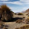 Typical trail and Tussock on the Oturere to Waihohonu Track.