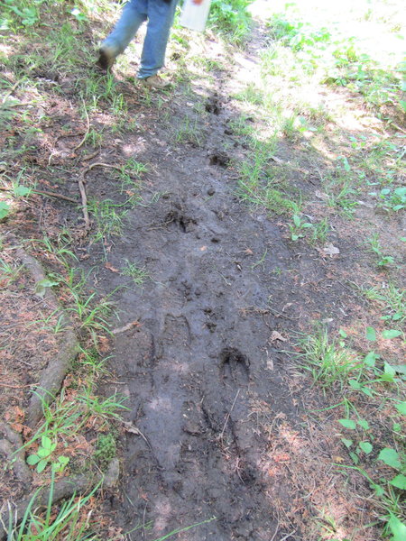 Moose tracks on the Windigo Nature Trail.