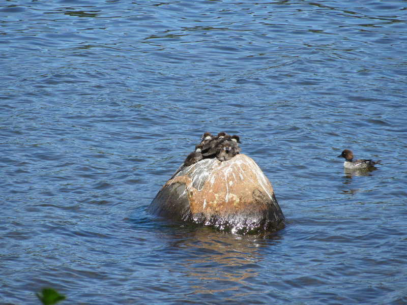 Golden Eye Ducks in Washington Harbor from the Washington Creek Trail.