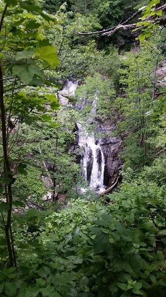 Peaking at the falls through the dense foliage.