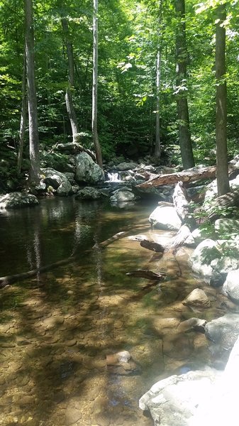 Pools below the trees.