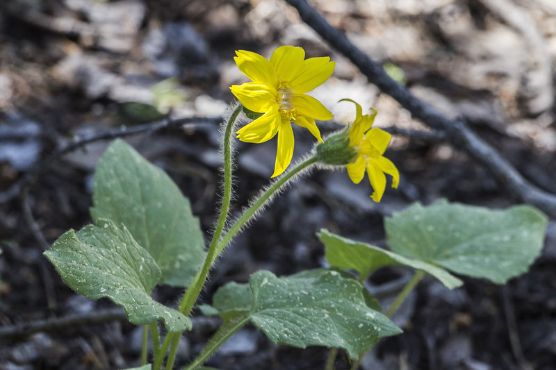 Heart Leaf Arnica.