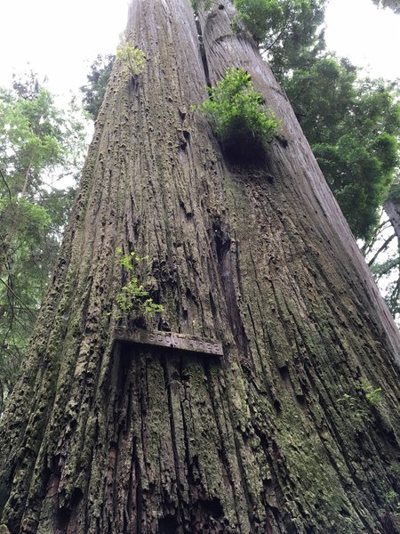 The Boy Scout Tree itself.