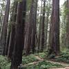 Boy Scout Tree Trail on Jul 16, 2016.