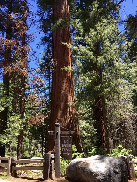 Big trees trail sign to the left of the museum.