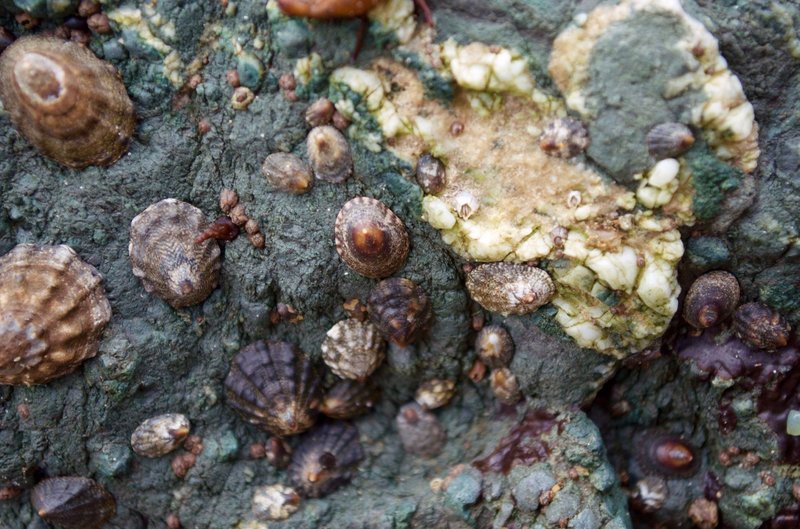 Barnacles at Rodeo Beach.