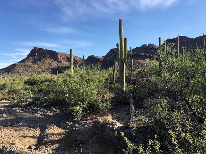 Views from the Panther Peak Wash trail looking at rugged Tucson Mountains.