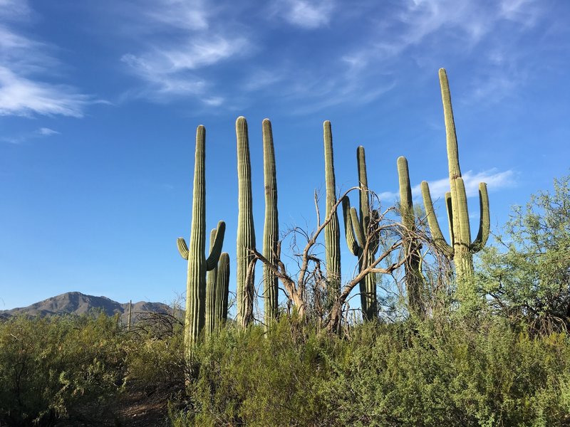 Saguaros on the edge of Panther Peak Wash trail.