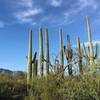 Saguaros on the edge of Panther Peak Wash trail.