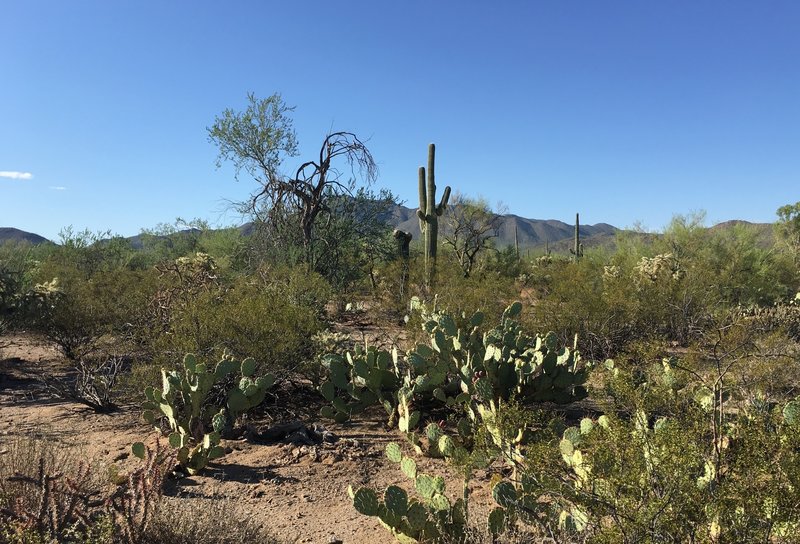 Looking south from Roadrunner trail at Tucson Mountains.