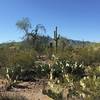 Looking south from Roadrunner trail at Tucson Mountains.