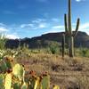 A variety of cacti exist along the Cam-Boh trail.