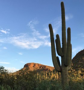 Saguaros in the morning sunlight.