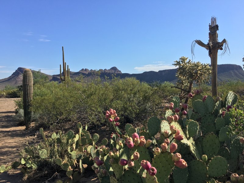 Even though this trail is essentially in a wash, the views are pretty good in places.