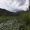 Views of Cub Lake on July 18, 2016