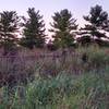 Future Farming Fields for Milkweed Plots