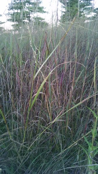 Blue Stem along the way.