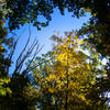 Sun through the colored leaves.