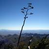 Southeast Rim Trail view of the Chisos Mountains. with permission from JustinB