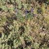 Bluebells in the meadow.