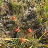 Indian Paintbrush in the meadow.