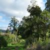 A typical section of trail along the Kaniwhaniwha: Nikau Walk along the Kaniwhaniwha Stream.