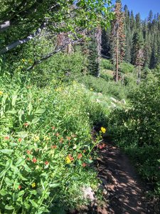 The beginning of the trail