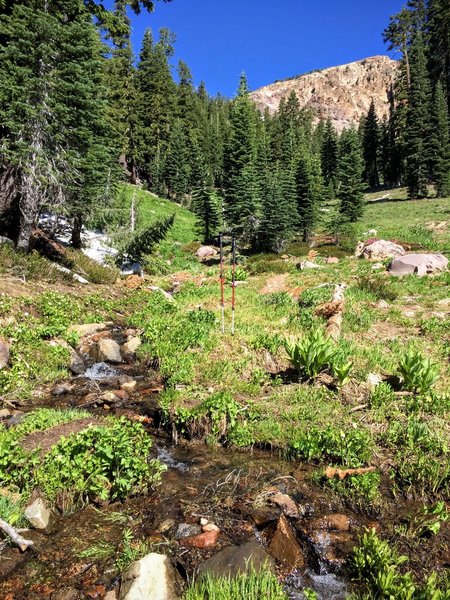 Meadow crossing on the way up.