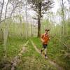 Running through a grove of aspens.