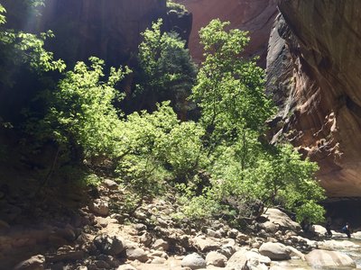 One of the many shelves along the Virgin River in Zion Canyon that support small riparian habitats.