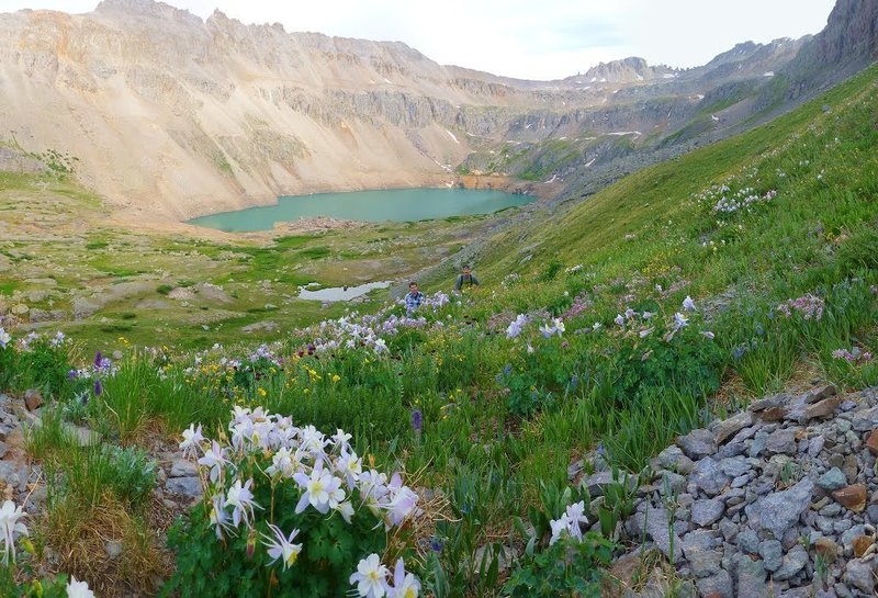 Field of columbines.