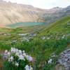 Field of columbines.