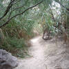 Heading through the reeds on the Santa Elena Canyon Trail. with permission from eliot_garvin