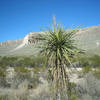 Soaptree yucca along Dog Canyon Trail. with permission from eliot_garvin