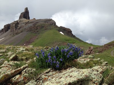 Wildflowers on the Lizard Head Trail #505 traverse towards Lizard Head.