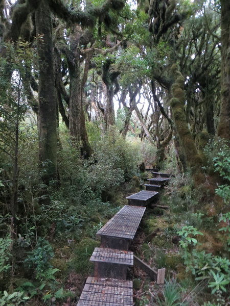 Boardwalk through the moss covered pahautea trees. with permission from johnrag