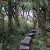 Boardwalk through the moss covered pahautea trees. with permission from johnrag