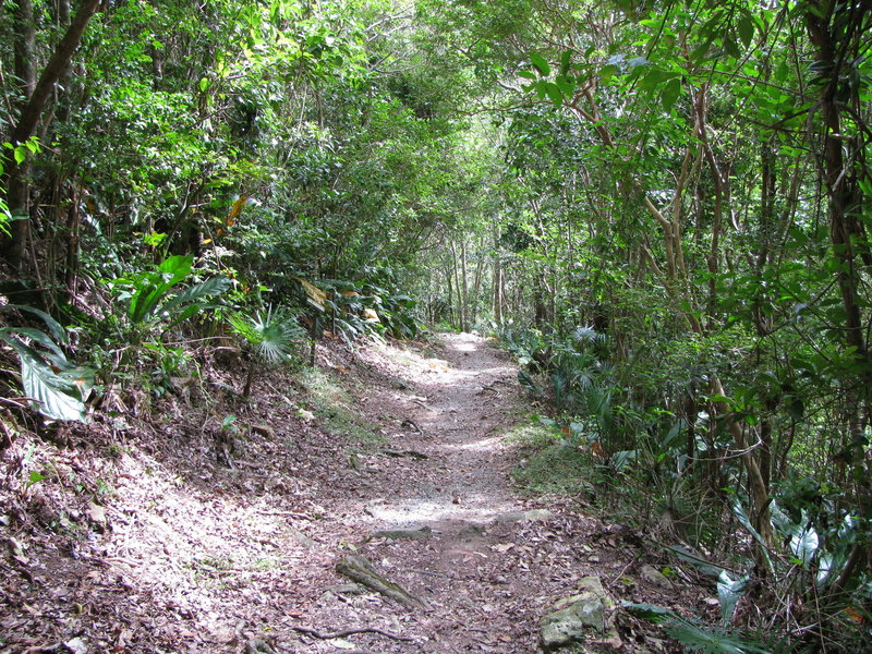 Along the Cinnamon Bay Trail.