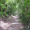 Along the Cinnamon Bay Trail.