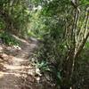 Heading up the Reef Bay Trail, Virgin Islands National Park, St. John, US Virgin Islands (USVI). with permission from virt_