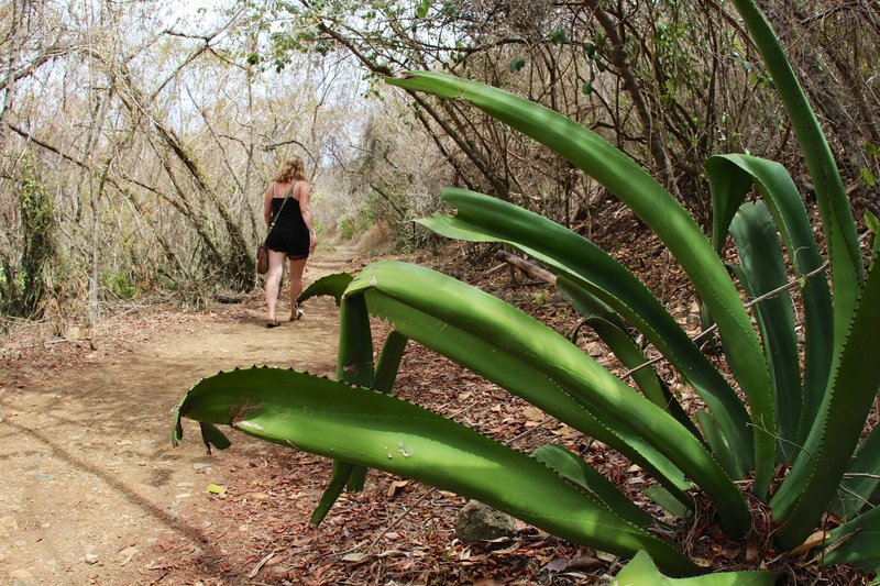 Walk between sharp objects on the Lind Point Trail.