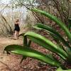 Walk between sharp objects on the Lind Point Trail.