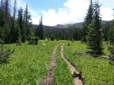 Nice flat part of the trail through a lush valley.