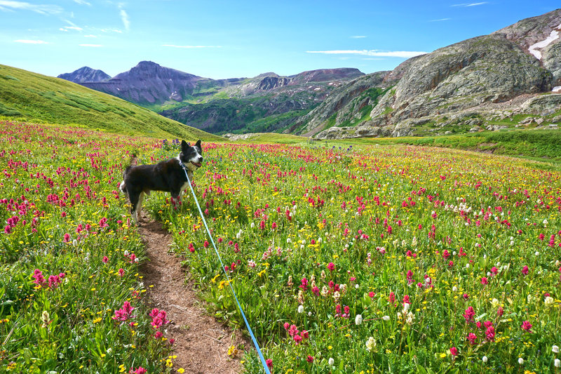 Easy going on the Colorado Divide Trail (CDT).